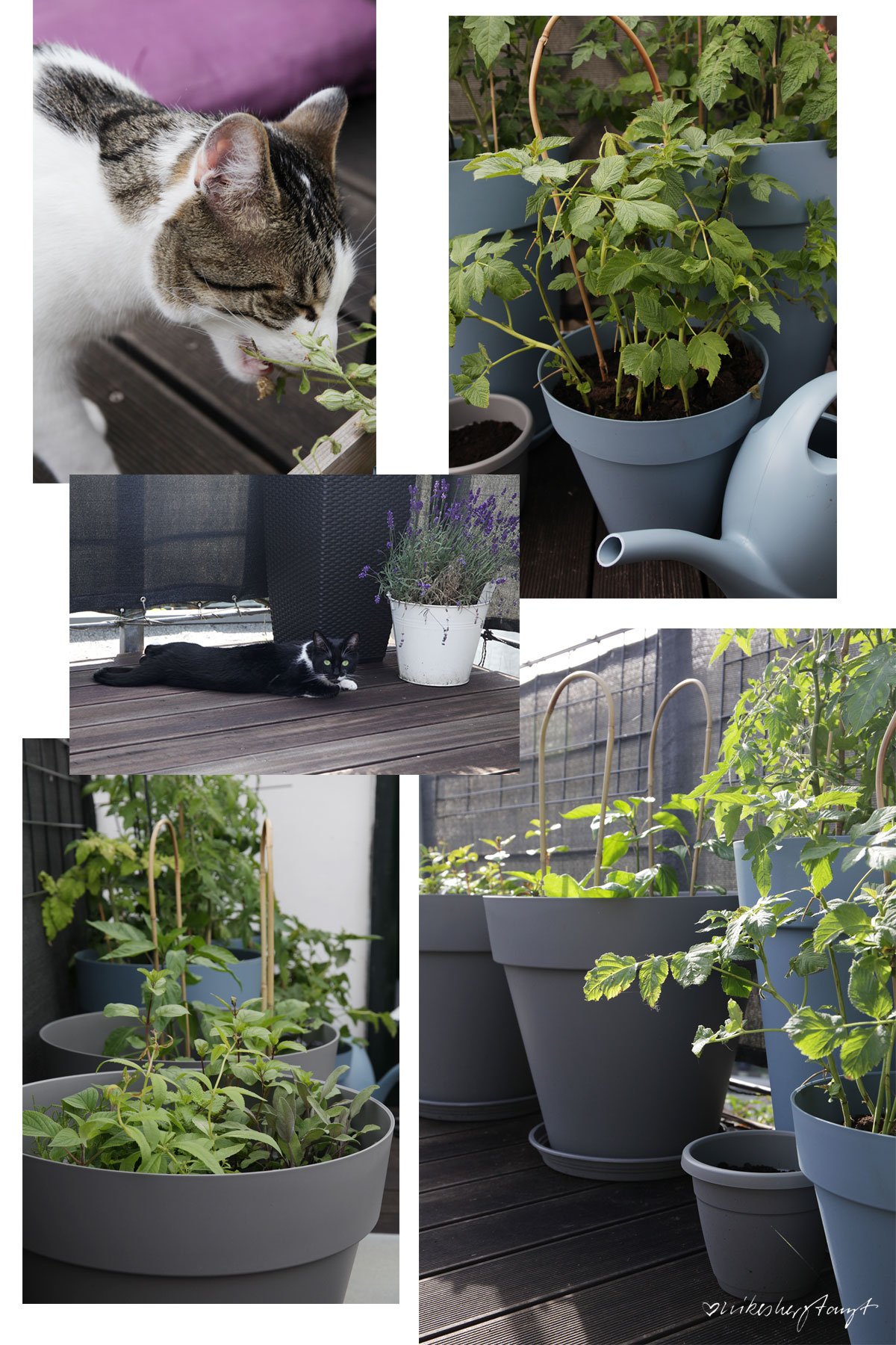 sonnendeck, urban gardening, tomaten, kräuter, pflanzen, dachterrasse, grüner daumen, blog, nikesherztanzt