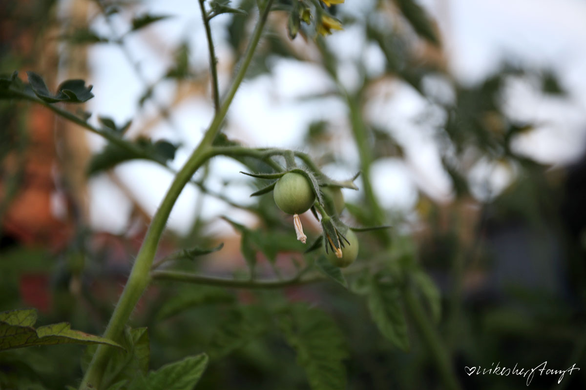 sonnendeck, urban gardening, tomaten, kräuter, pflanzen, dachterrasse, grüner daumen, blog, nikesherztanzt